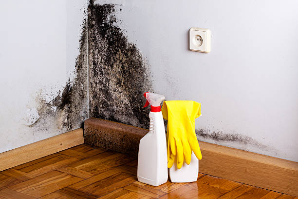 Mold Odor Removal Services in Garden City South, NY